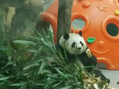 -青藏高原野生动物园