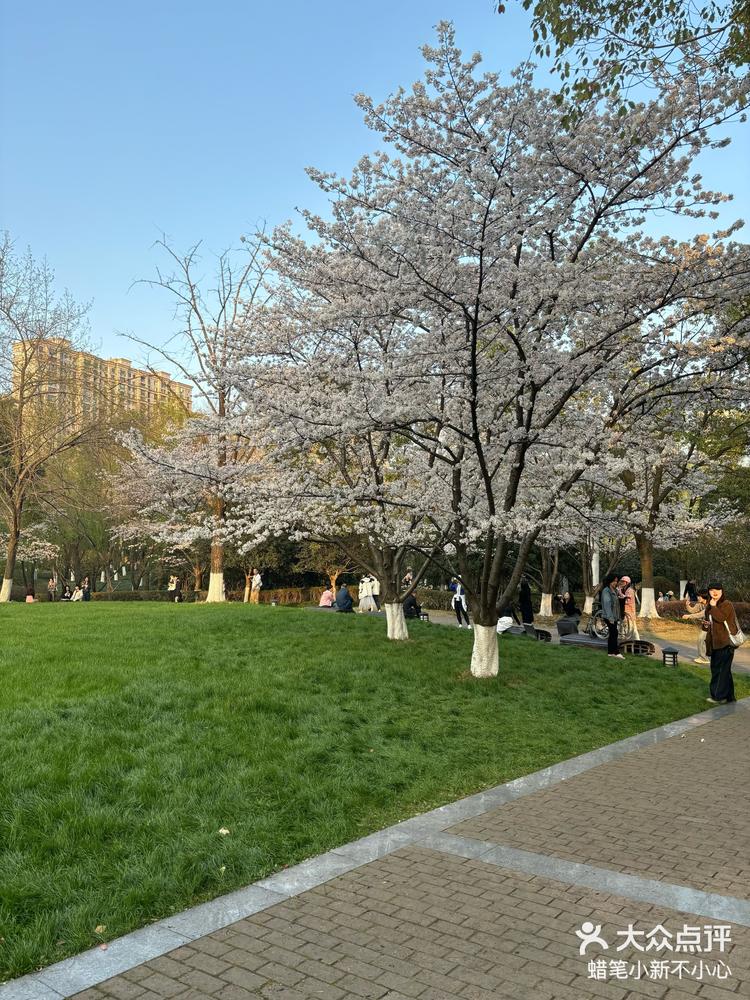 春天当然要赏花啦王家墩公园