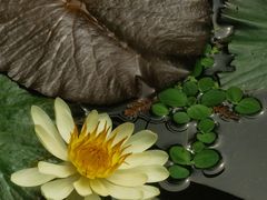 -五缘湾湿地公园