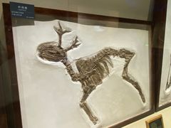 -安徽省地质博物馆