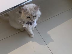 -怪兽屋·羊驼·猫咖·狗咖(俊华广场店)