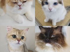 -猫域·湾主题猫咖·宠物吧(南坪城市广场店)
