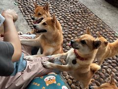-柴犬高等学院·狗咖·柴犬售卖·宠物训练