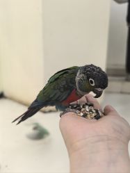 -Moni星球萌宠·小马宝莉·灵蛇·高端高阶全萌宠互动体验俱乐部(红豆国际广场店)