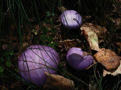 -峡谷浮石林景区