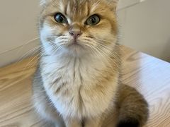 -有喵·猫咖·狗咖·30几只猫10只小狗(岗厦店)