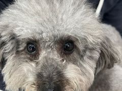 -瑞鹏瑞爱宠物医院·全科·猫科·血液透析中心(龙头寺店)