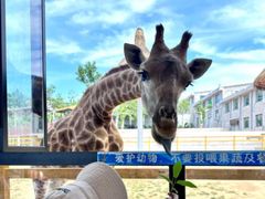 -西霞口神雕山野生动物世界