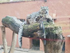 -青藏高原野生动物园