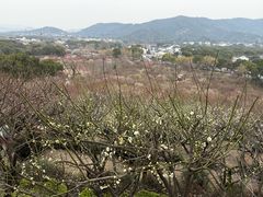 -香雪海
