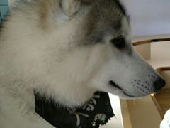 -Husky Go! 哈士奇体验馆·宠物咖啡厅狗咖