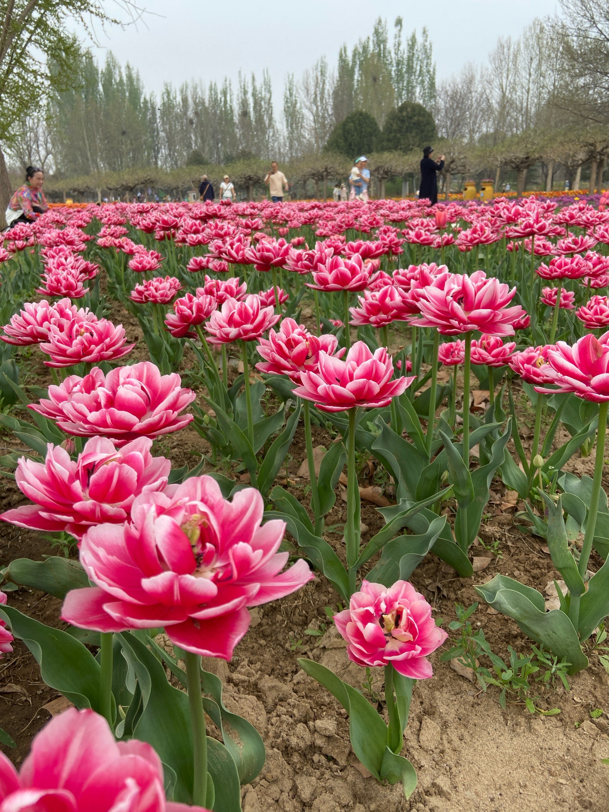 北京顺义赏花图片