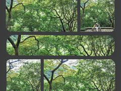 -黄埔油麻山森林公园