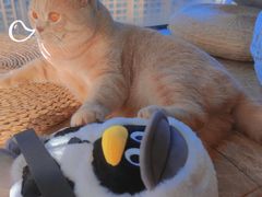 -Catmate·猫肥家润(金润铂宫店)