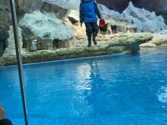 -帝企鹅自助餐厅•儿童岛•真企鹅(长隆企鹅酒店)