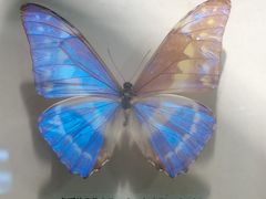 -上海大自然野生昆虫馆