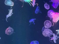 -海合安成都极地海洋公园