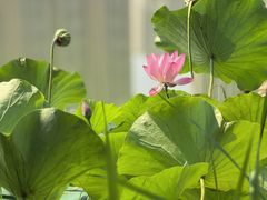 -木塔寺遗址生态公园