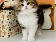 -小猫来了·猫舍(红山六九七九店)