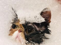 -PETKIT小佩宠物(古北店)