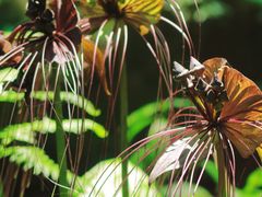 -莫里热带雨林景区