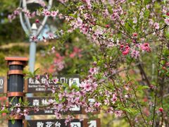 -金鸡山公园