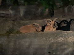 -清迈夜间动物园