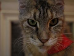 -猫色咖啡·猫咖