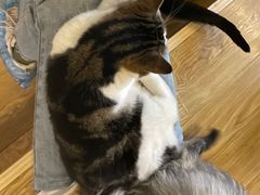 -萌喵咖啡屋(人民东路4号口M16商铺店)