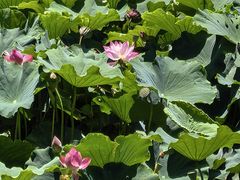-建水文庙
