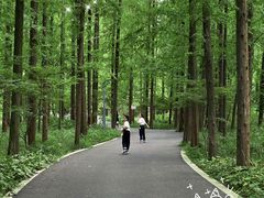 -东平国家森林公园