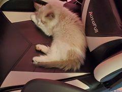 -猫十亿·布偶金渐层·曼基康矮脚猫舍(青年路店)