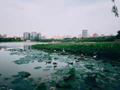 -莲花池公园