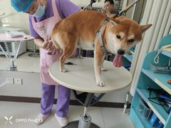 -北京观赏动物医院·24小时大型综合·猫专科·异宠专科