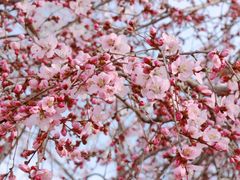 -桃花堤公园