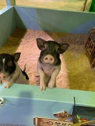 -酷嗒动物文化乐园(cutezoo西溪乐天城店)