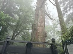 -天目山大树王景区