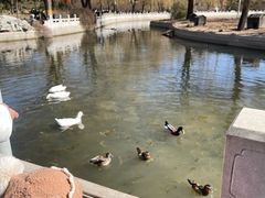 -莲花池公园