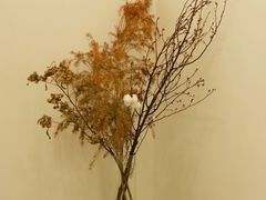 -素咫咖啡CLIFEROSE