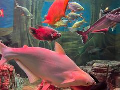 -上海海洋水族馆