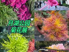 -月湖公园