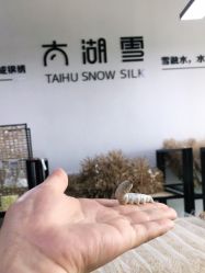 点击看大图 -太湖雪蚕桑文化园