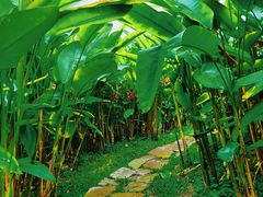 -中国科学院西双版纳热带植物园