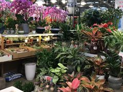 -双季花艺园艺市场(浦东店)