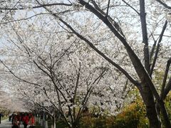 -高东镇樱花园