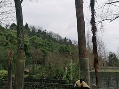 -都江堰中华大熊猫苑