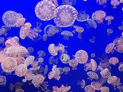 -江和美海洋公园