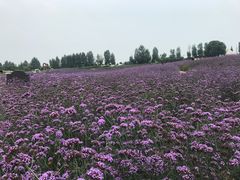 -紫颐香薰山谷景区