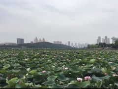 -月湖风景区