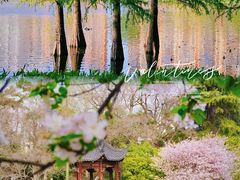 -莫愁湖公园